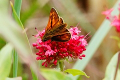 Ochlodes sylvanus