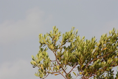 Setophaga petechia bryanti