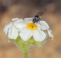 Cryptantha oxygona