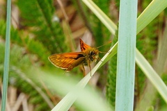 Ochlodes sylvanus