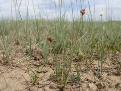Carex duriuscula duriuscula