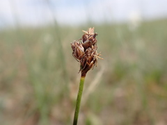Carex duriuscula duriuscula