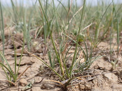 Carex duriuscula duriuscula