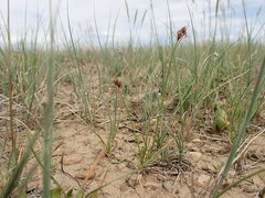 Carex duriuscula duriuscula