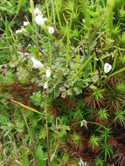 Cardamine caldeirarum