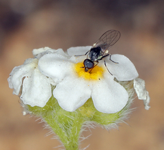 Cryptantha oxygona
