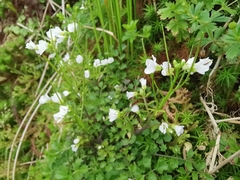 Cardamine caldeirarum