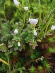 Cardamine caldeirarum