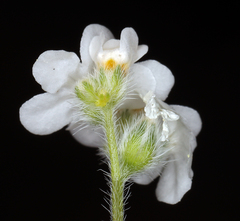 Cryptantha oxygona