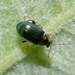 Willow Flea-Beetle - Photo (c) Jürgen Mangelsdorf, some rights reserved (CC BY-NC-ND)