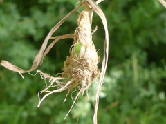 Phleum bertolonii