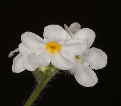 Cryptantha oxygona