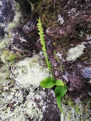 Platanthera pollostantha