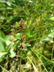 Carex echinata