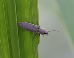 Synaptus filiformis