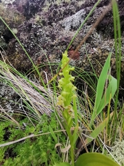 Platanthera pollostantha