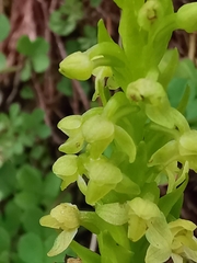 Platanthera pollostantha