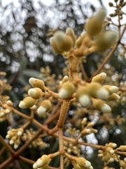 Miconia miocarpa