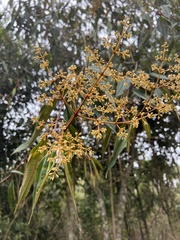 Miconia miocarpa