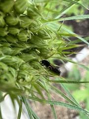 Harmonia axyridis