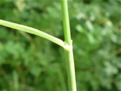Phleum bertolonii
