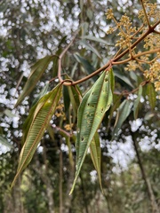 Miconia miocarpa