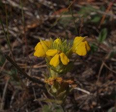 Castilleja lacera