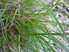 Carex pilulifera