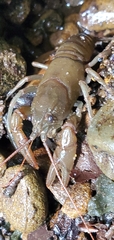 Cambarus carinirostris
