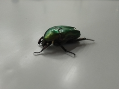 Protaetia cuprea obscura