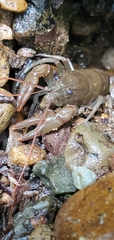 Cambarus carinirostris