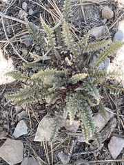 Pedicularis semibarbata charlestonensis