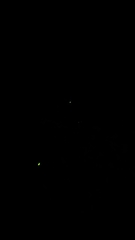 Lamprohiza splendidula