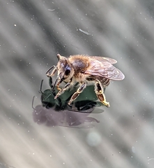 Apis mellifera