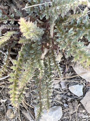 Pedicularis semibarbata charlestonensis
