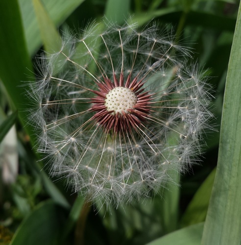 Taraxacum erythrospermum