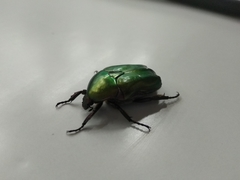 Protaetia cuprea obscura