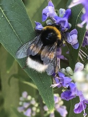 Bombus