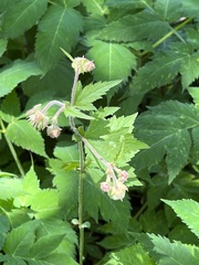Geum geniculatum