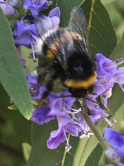 Bombus