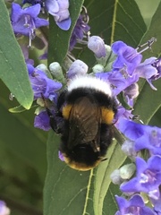Bombus