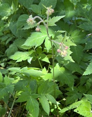 Geum geniculatum