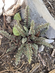 Pedicularis semibarbata charlestonensis