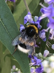 Bombus