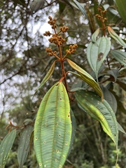 Miconia miocarpa