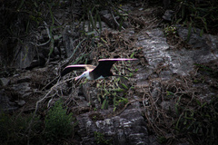 Fregata magnificens rothschildi