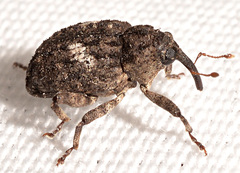 Eubulus obliquefasciatus