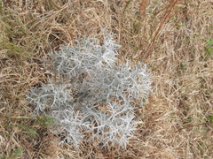 Senecio viravira