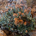 Cladonia peziziformis - Photo (c) Rob Curtis, μερικά δικαιώματα διατηρούνται (CC BY-NC-SA), uploaded by Rob Curtis