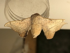 Cicinnus melsheimeri